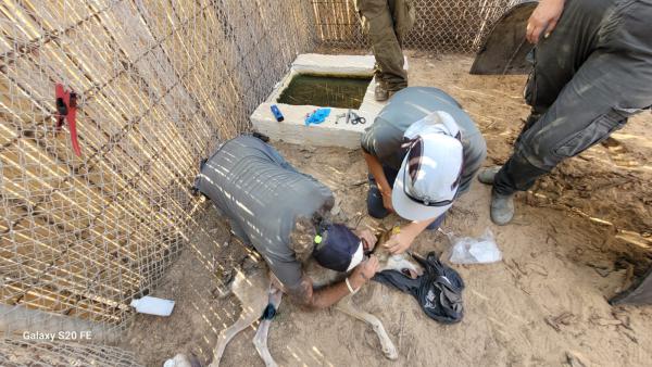 בזכות משחק הכדורגל: חייו של הזאב הקטן ניצלו