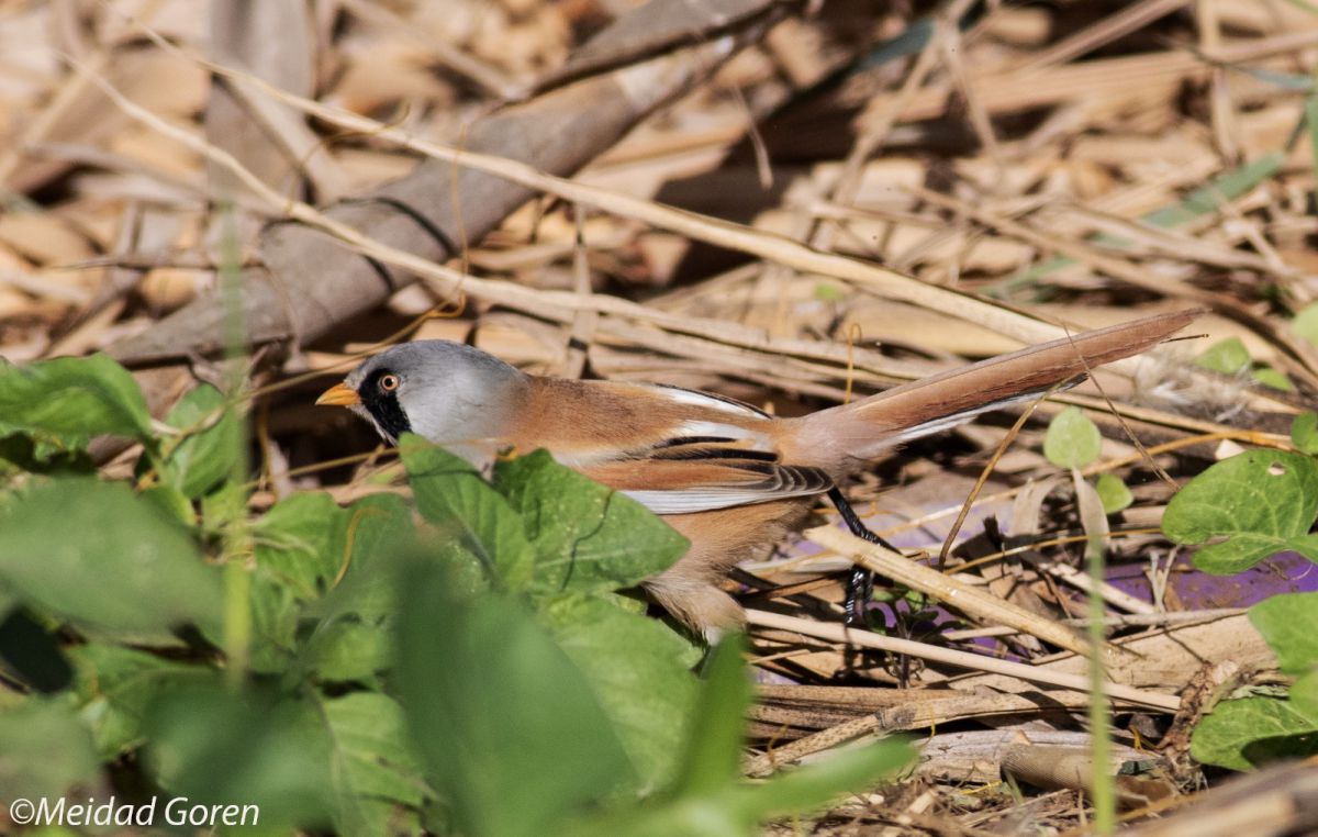 "לא האמנתי": ציפור שיר נדירה נצפתה לאחר 30 שנה