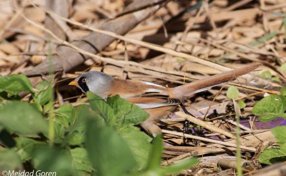 "לא האמנתי": ציפור שיר נדירה נצפתה לאחר 30 שנה