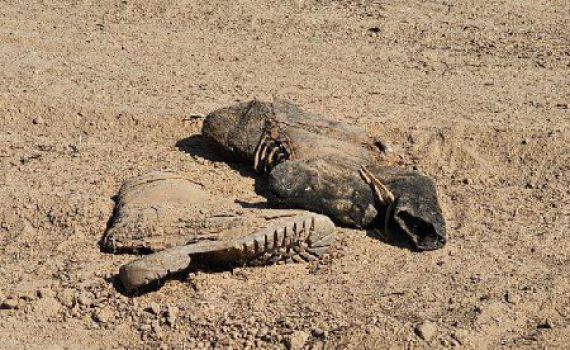 שנה אחרי: שרידי גופות אותרו בעוטף עזה