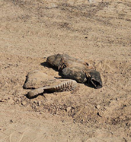 שנה אחרי: שרידי גופות אותרו בעוטף עזה