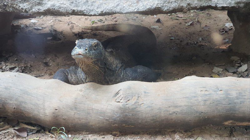 שאול, כוח הקומודו של הספארי הלך לעולמו