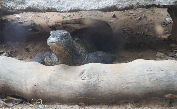 שאול, כוח הקומודו של הספארי הלך לעולמו