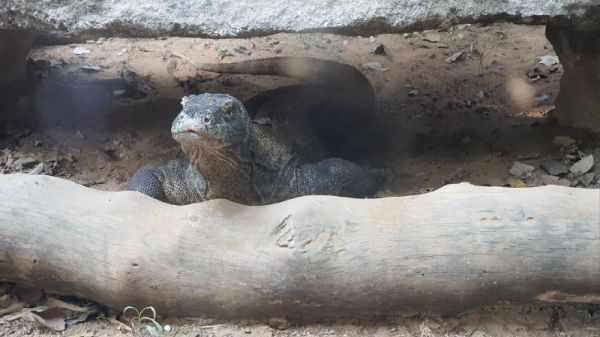 שאול, כוח הקומודו של הספארי הלך לעולמו