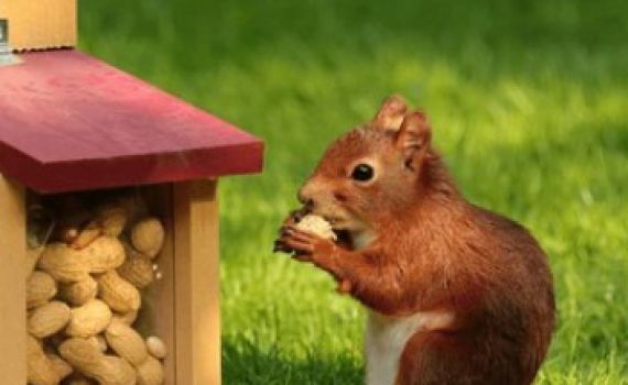 ארה"ב: הסיפור העצוב של פינאט הסנאי יקבע מי הנשיא הבא?