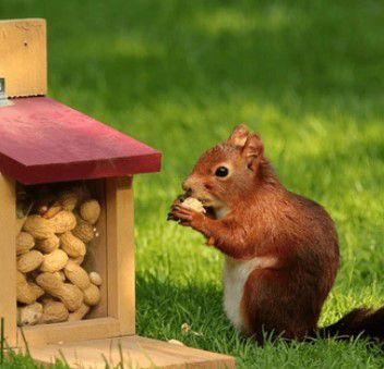 ארה"ב: הסיפור העצוב של פינאט הסנאי יקבע מי הנשיא הבא?