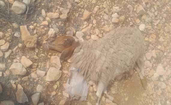 הטרור החקלאי ביו"ש: ערבים הרעילו עדר צאן של יהודים