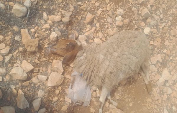 הטרור החקלאי ביו"ש: ערבים הרעילו עדר צאן של יהודים