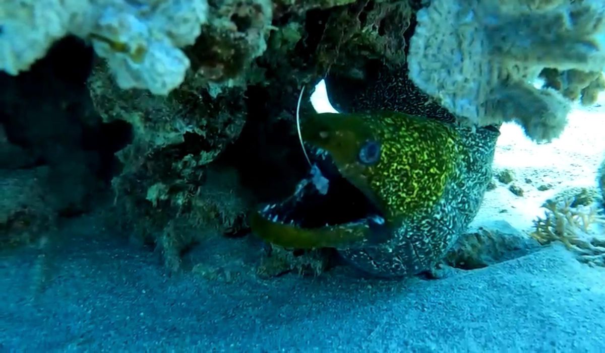 במהלך ההליך הכירורגי: הדג פלט מפיו את קרס הדיג