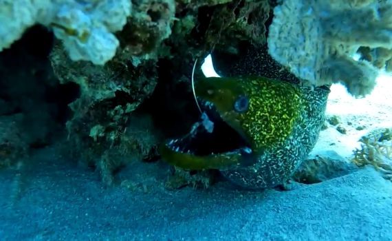 במהלך ההליך הכירורגי: הדג פלט מפיו את קרס הדיג