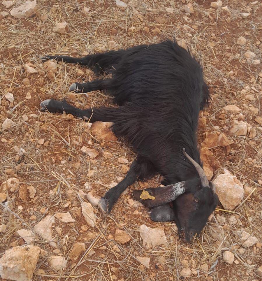 פעם שניה בשבוע: ערבים הרעילו עדר בגבעת אור מאיר