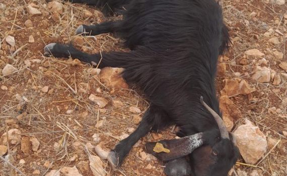 פעם שניה בשבוע: ערבים הרעילו עדר בגבעת אור מאיר