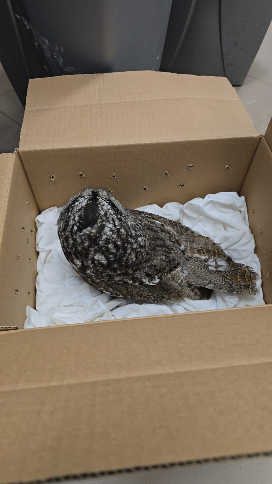 הלוחם חזר ממילואים והציל את העוף הדורס