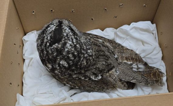 הלוחם חזר ממילואים והציל את העוף הדורס