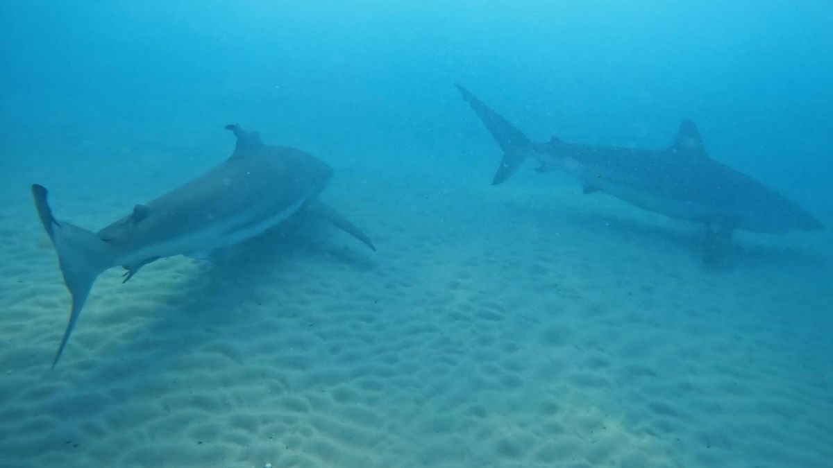 ברשות הטבע מזהירים את הצוללים: הכרישים חזרו לחדרה