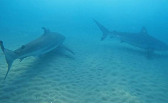 ברשות הטבע מזהירים את הצוללים: הכרישים חזרו לחדרה