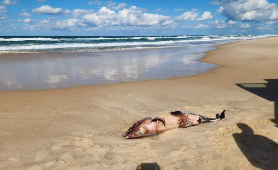עצוב: גופת דולפין נפלטה לחוף באזור פלמחים