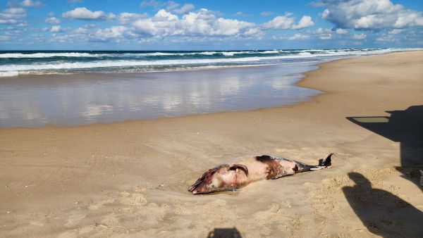 עצוב: גופת דולפין נפלטה לחוף באזור פלמחים