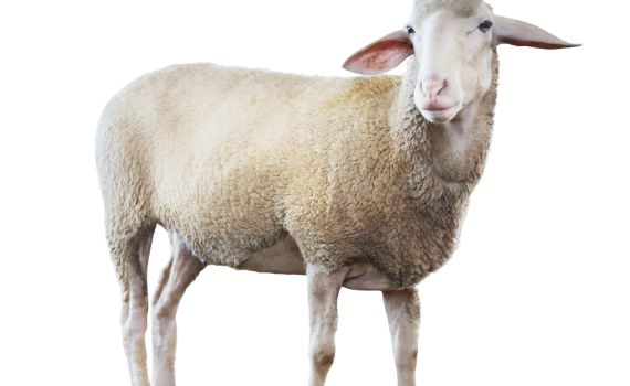 בגלל בדיחה על הר הבית: המשטרה עצרה שני צעירים