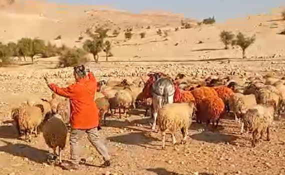 "חלאת המין האנושי": רועה צאן הותקף ע"י אנרכיסטים