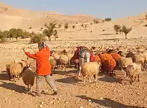 "חלאת המין האנושי": רועה צאן הותקף ע"י אנרכיסטים