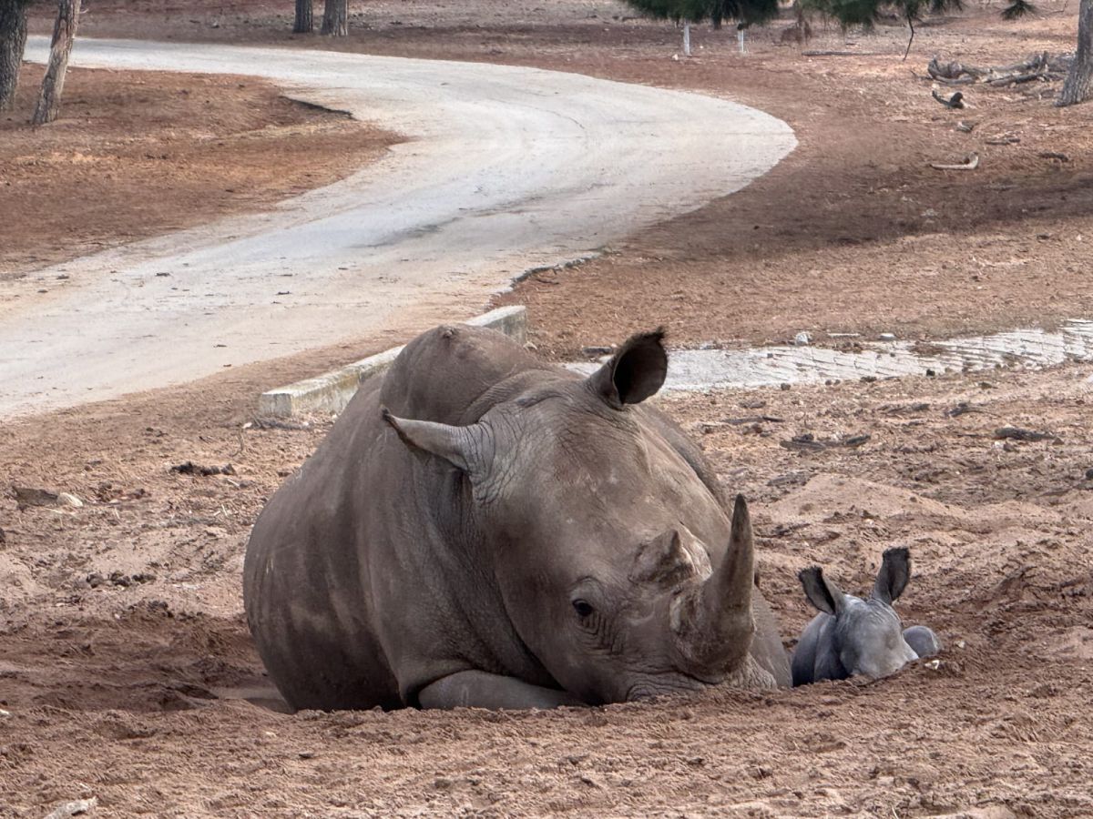 תגידו מזל טוב: אמא קרנפה המליטה גור, השם הנבחר – "רעי"