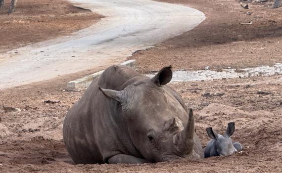 הכירו את רעי: גור הקרנפים באמבטיית בוץ ראשונה