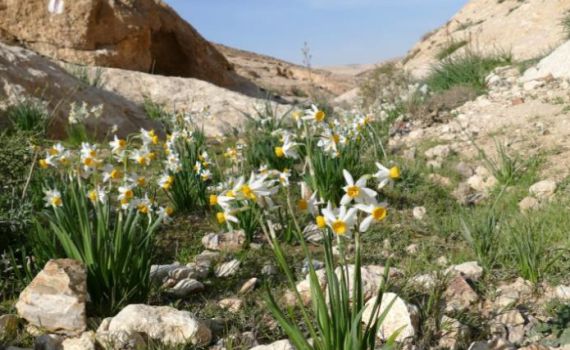 "השלכות סביבתיות קשות": עתירה הוגשה נגד בניית השכונה בדימונה