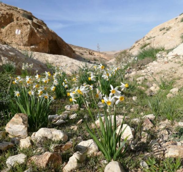 "השלכות סביבתיות קשות": עתירה הוגשה נגד בניית השכונה בדימונה