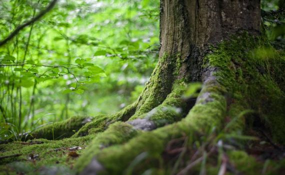 הדרך לגזום עצים בגובה: מדריך עם שימוש מנוף