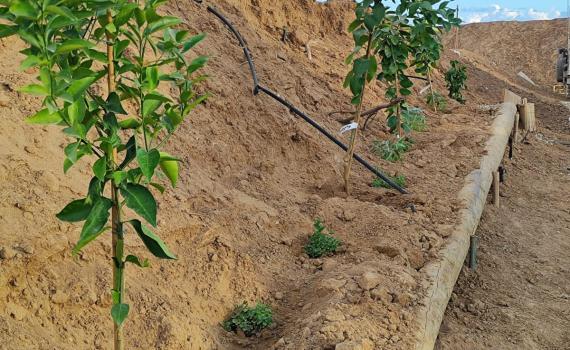 נוטעים חיים בעזה: לוחמי המילואים נטעו בוסתן בציר נצרים