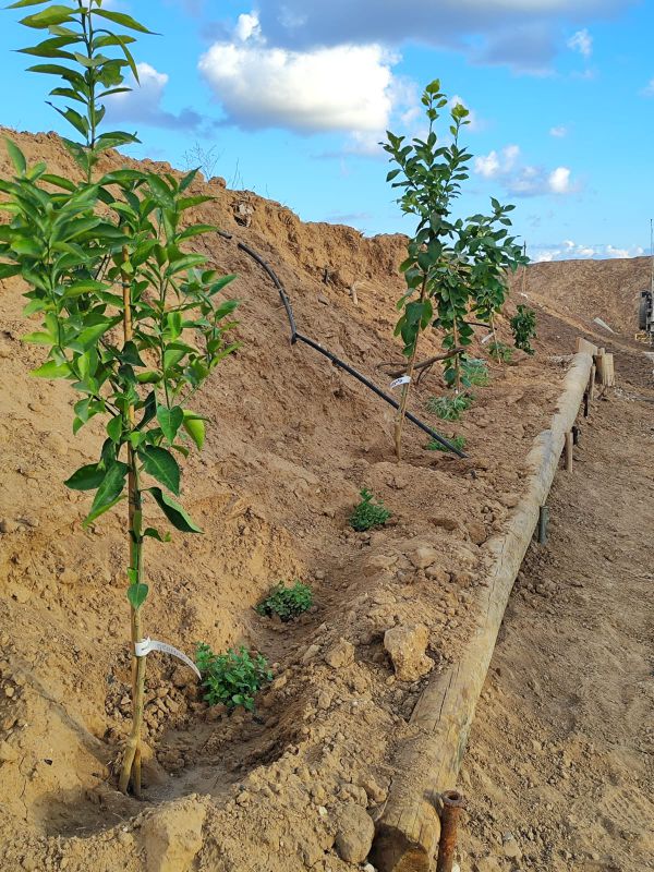נוטעים חיים בעזה: לוחמי המילואים נטעו בוסתן בציר נצרים