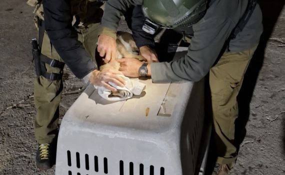 3 צבאים חולצו מפלסטיני שכלא אותם בניגוד לחוק