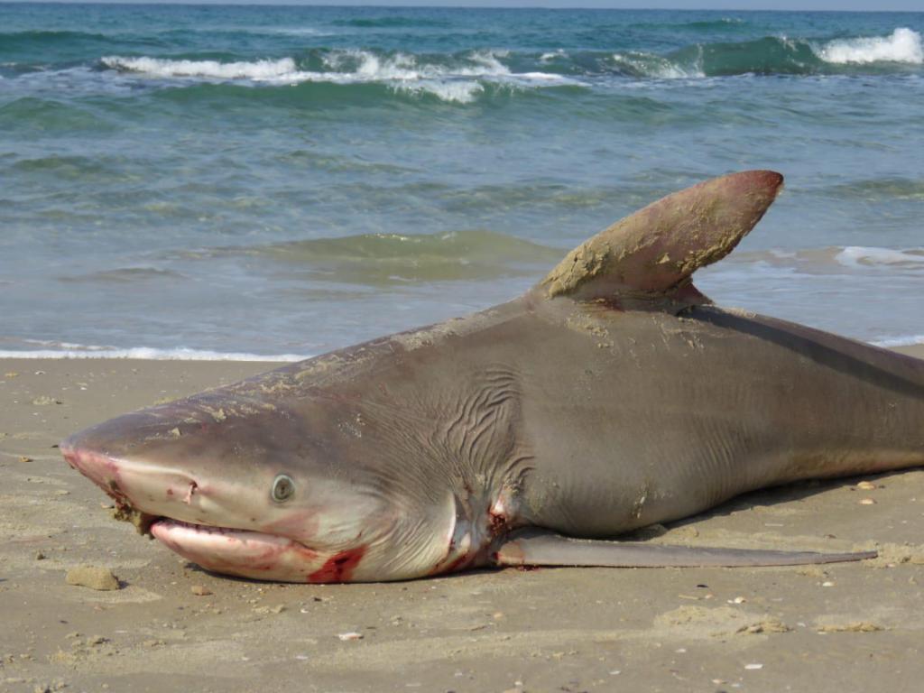 סכנת הכרישים: אלו החופים האסורים לרחצה