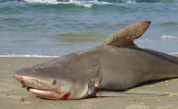 נמצא כריש מת בחוף בחדרה, נבדקת סיבת המוות