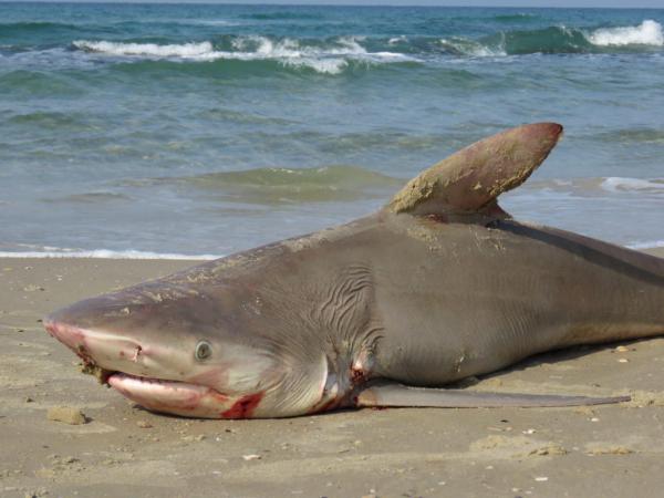 נמצא כריש מת בחוף בחדרה, נבדקת סיבת המוות