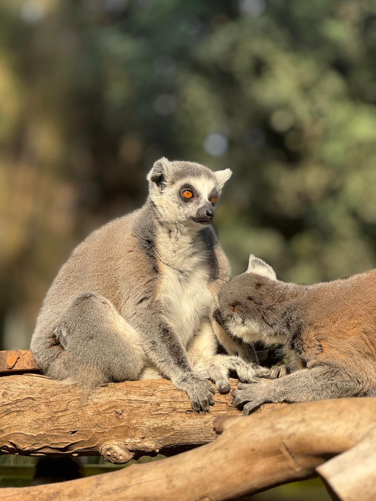 תכירו את מור: דיירת חדשה בספארי רמת גן