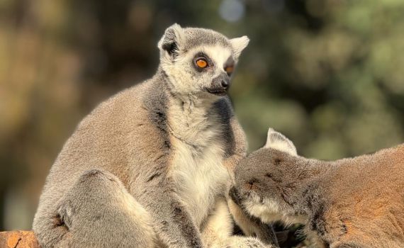 תכירו את מור: דיירת חדשה בספארי רמת גן