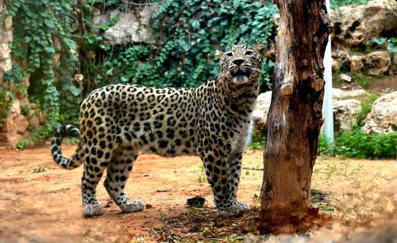 אחרי חצי שנה של עיכוב: הטורפים הנדירים הגיעו לישראל