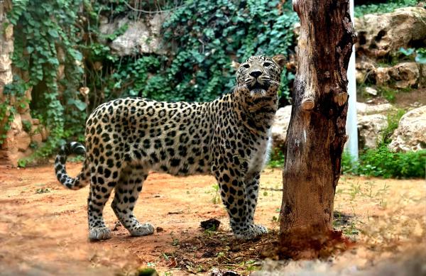 אחרי חצי שנה של עיכוב: הטורפים הנדירים הגיעו לישראל