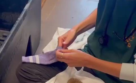 צפו: איך גרב עוזרת להבראתו של קיפוד