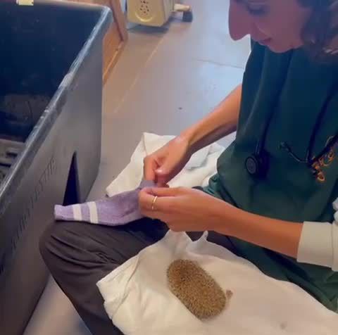 צפו: איך גרב עוזרת להבראתו של קיפוד