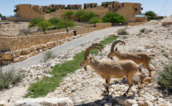 בשורה לתושבי הדרום: זה היישוב שיקבל זכאות לנשיאת רישיון נשק