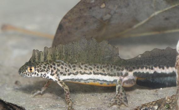 בגלל רעיית בקר: טריטון הפסים נעלם ממקווה המים ברמת מנשה