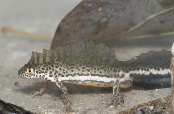 בגלל רעיית בקר: טריטון הפסים נעלם ממקווה המים ברמת מנשה