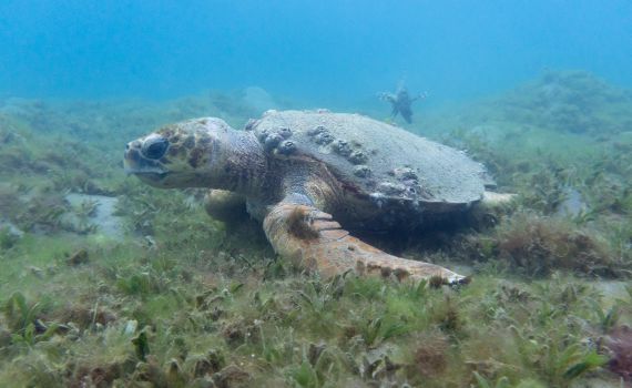 צבת הים החומה קפצה שוב לביקור במפרץ אילת | צפו בתיעוד