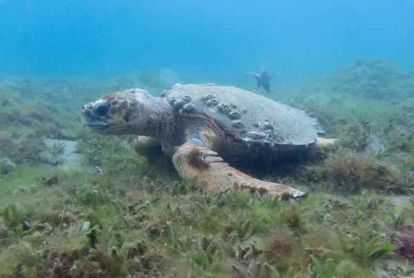 צבת הים החומה קפצה שוב לביקור במפרץ אילת | צפו בתיעוד
