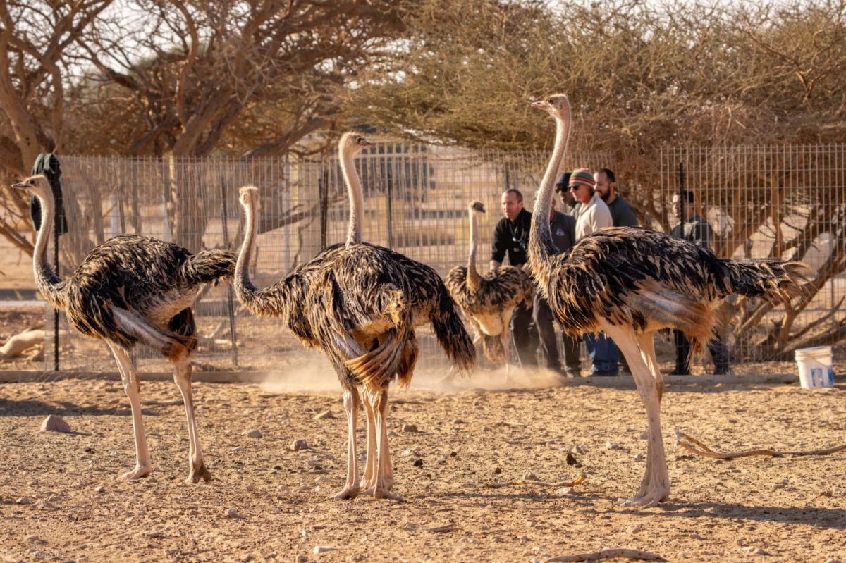 לא טומנים את הראש בחול: היענים חזרו לשטח הפתוח