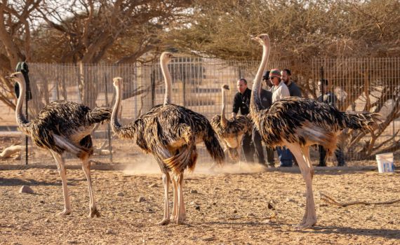 לא טומנים את הראש בחול: היענים חזרו לשטח הפתוח