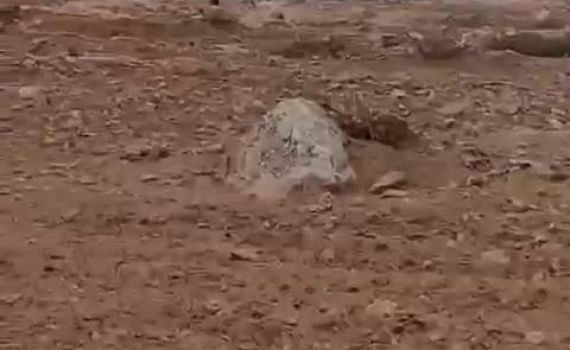 בפעם השנייה בתוך יומיים: ערבים תקפו רועי צאן בהר חברון